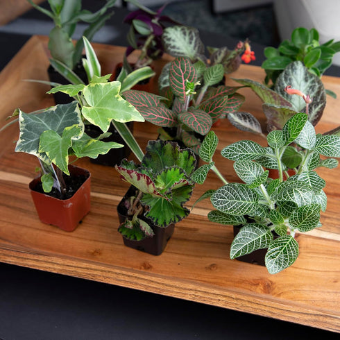 (12PK), Altman Plants Live Houseplants Indoor Plants for Delivery Prime, Live Plants and Gardening Gifts for Plant