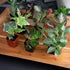 (12PK), Altman Plants Live Houseplants Indoor Plants for Delivery Prime, Live Plants and Gardening Gifts for Plant