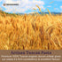 Seggiano 13 OZ Organic Toscani Pasta
