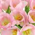 (20 Benchmark Bouquets Pink Tulips Mothers Day Flowers for Mom Fresh Flowers for Delivery Pink Bouquet Birthday Gifts