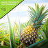 (8oz, 1 Pack) NUT CRAVINGS - Dried Pineapple Chunks, Lightly Sweetened Sweet Healthy Snack, Vegan, Kosher, Resealable