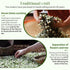 96 4.23oz/120g XIXICHA Jasmine Tea Loose Leaf Grade AAA Chinese Jasmine Green Tea Loose Leaf Natural Aroma and Sweet