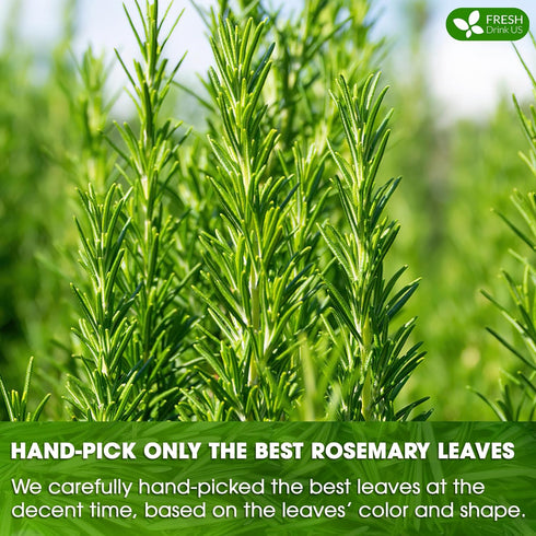 135 100% (135 FreshDrinkUS, Premium Rosemary Leaf Tea Bags, Natural and Pure Rosemary Dried Leaves, Pure Herbal Tea, No