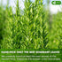 75 100% FreshDrinkUS, Premium Rosemary Leaf Tea Bags, Natural and Pure Rosemary Dried Leaves, Pure Herbal Tea, No