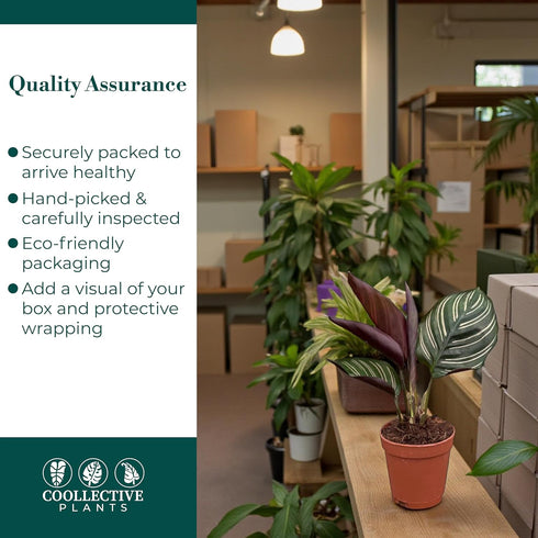 4" Calathea Ornata Live Plant in Growers Pot Easy Care Indoor Houseplant, Low Maintenance Tropical Prayer Plant, Pet