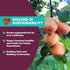 (1 lb) Bella Viva Orchards Organic Dried California Apricots - No Sugar Added, Dried Fruit Healthy Snack