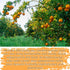JKPDAMZ 1.76 800g, Ib Candied Glazed Orange Peel Dices, Chopped Sweet Orange Peel Cubes Granules, for Cake Baking