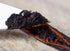 25 Whole Tahitian Vanilla Beans - Grade B Pods for Baking & Brewing