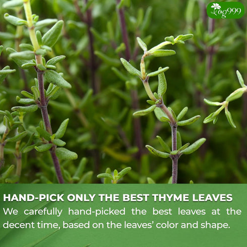 TOG999, 40 100% Premium Thyme Leaf Tea Bags, Natural & Pure Thyme Leaves. Loose Leaf Thyme Herbal Tea. Thyme Leaf Tea.
