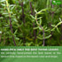 TOG999, 40 100% Premium Thyme Leaf Tea Bags, Natural & Pure Thyme Leaves. Loose Leaf Thyme Herbal Tea. Thyme Leaf Tea.