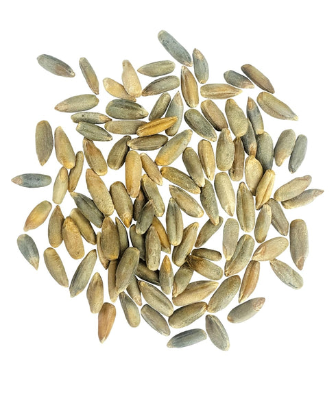 4 lb CLEAR CREEK Certified Glyphosate Residue Free Rye Berries | | Non-GMO Project Verified | North American Grown