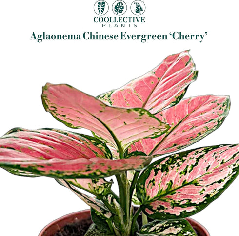4" CoollectivePlants Aglaonema Cherry Live Plant in Pot Chinese Evergreen Indoor Houseplant, Pink & Green Foliage, Easy