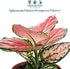 4" CoollectivePlants Aglaonema Cherry Live Plant in Pot Chinese Evergreen Indoor Houseplant, Pink & Green Foliage, Easy