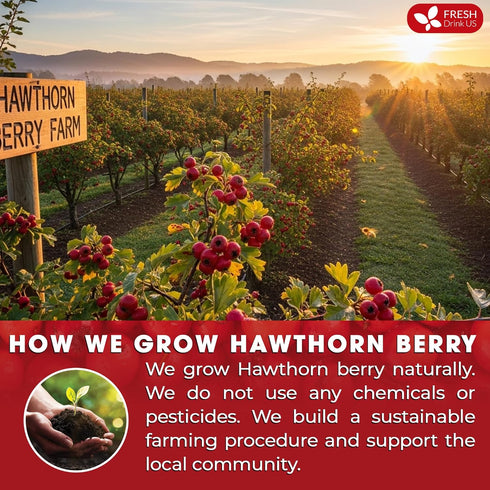 75 100% FreshDrinkUS, Premium Hawthorn Berry Tea - Tea Bags - Natural Herbal Infusion, Caffeine-Free, Rich Aroma