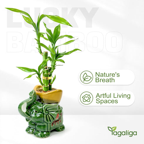 3-Stalk Set 6'' 6'' 8'' Lucky Bamboo with Pebbles in Elephant Gold Ingot Pot Live Plant for Wealth and Prosperity