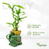 3-Stalk Set 6'' 6'' 8'' Lucky Bamboo with Pebbles in Elephant Gold Ingot Pot Live Plant for Wealth and Prosperity