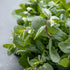Unpretentious Peppermint Leaf, 8 oz Cut & Sifted, Refreshing for Cooking & Baking