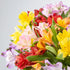 (20 Benchmark Bouquets Alstroemeria Bouquet Fresh Flowers for Delivery Long Lasting Peruvian Lily Flowers for Mom