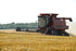 Early Morning Harvest Organic Whole Wheat Flour - Made from Non-GMO Whole Wheat - Stone Ground Flour for Baking