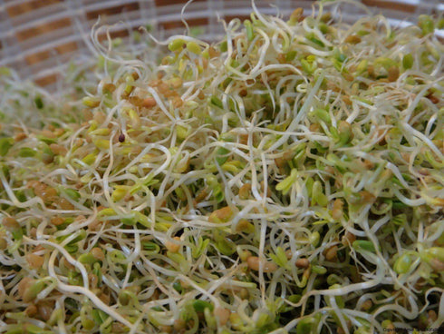 4 "COOL BEANS n SPROUTS" Brand, Love Your Heart Mix Seeds for Sprouting microgreens, Ounces, A Combination of Adzuki