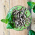100% 8 227g Wilderness Poets, Organic Cacao Nibs (Sweetened with Coconut Nectar) - Peruvian Heirloom (Criollo Variety)