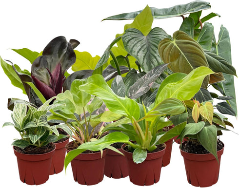 CoollectivePlants Philodendron Collection (4 Pack) Live Indoor Plants in 4 Grower Pots,
