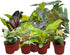 CoollectivePlants Philodendron Collection (4 Pack) Live Indoor Plants in 4 Grower Pots,