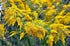 1.05oz/30g Goldenrod Tea Herb - Natural, Cut & Dried Solidago Virgaurea - Net Weight: