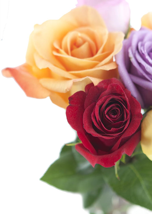 Dozen) KaBloom PRIME NEXT DAY DELIVERY - Rainbow Roses (Half - With Vase .Gift for Birthday, Sympathy, Anniversary, Get
