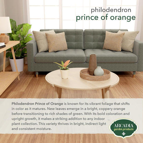 Arcadia Garden Products 4-inch, Live Prince of Orange Philodendron Rare Indoor Houseplant in Plastic Pot, Tropical