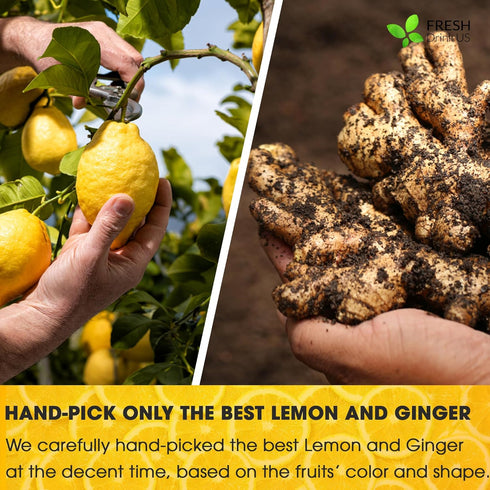 Premium 75 Lemon Ginger Tea Bags: 100% Natural Ingredients, Eco-conscious Herbal Tea, No Sugar, No Caffeine