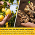 Premium 75 Lemon Ginger Tea Bags: 100% Natural Ingredients, Eco-conscious Herbal Tea, No Sugar, No Caffeine