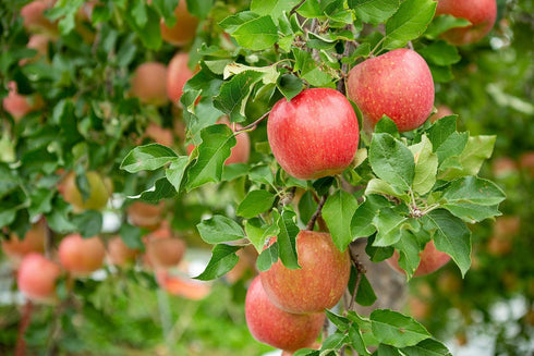 12 Food to Live Apple Juice Powder, Ounces - Unsulfured, Made from Raw Dried Fruit, Vegan, Bulk, Great for Juices