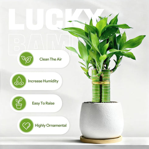 3 Set (2x6 1x8) Stalks Lucky Bamboo Plants Indoor Live - Multi-Height & for Good Luck & Prosperity - Easy Care