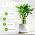 3 Set (2x6 1x8) Stalks Lucky Bamboo Plants Indoor Live - Multi-Height & for Good Luck & Prosperity - Easy Care