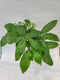 Braided Chinese Money Tree Live Plant - Now Available in Geometric Self-Watering