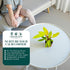 4 CoollectivePlants Philodendron Painted Lady Live Indoor Plant in Grower Pot, Easy Care Tropical Houseplant, Low