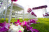 50/50 Miami Fresh Orchid Flower OrchidClubUSA Sunne Tropical Loose Bloom DIY Lei food drink decoration PAIR (Purple +
