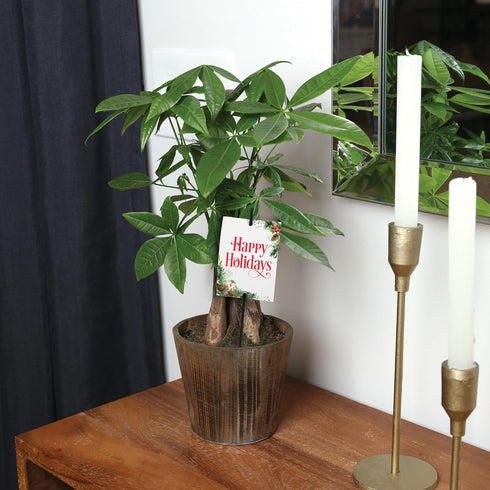 5" Green Circle Growers Money Tree in Wilson Brown Planter, Live Plant Happy Holidays