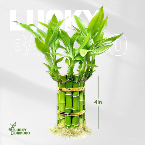 (10 4 Inch) Lucky Bamboo Plants Live Indoor Stalks, - Fresh House Plants for Office Desk, Home Decor, for Positive