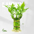 (10 4 Inch) Lucky Bamboo Plants Live Indoor Stalks, - Fresh House Plants for Office Desk, Home Decor, for Positive
