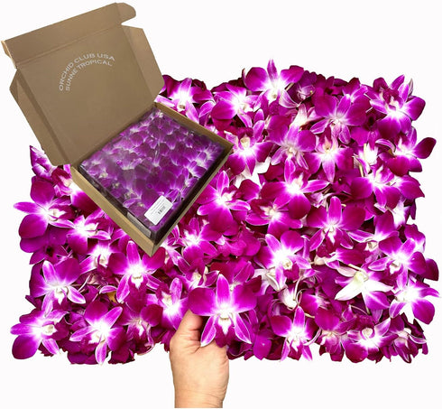 Miami Fresh Orchid Loose Bloom PERISHABLE flowers OrchidClub USA Sunne Tropical DIY