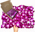 Miami Fresh Orchid Loose Bloom PERISHABLE flowers OrchidClub USA Sunne Tropical DIY