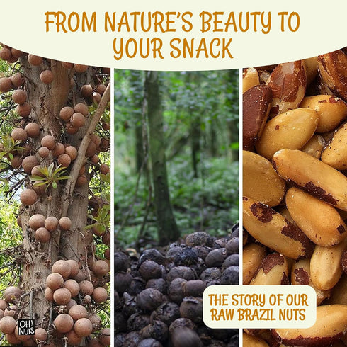 2 lb 100% Oh! Nuts Brazil Nuts, Raw, Unsalted, No Shell, Whole in Resealable Bag Natural Nuts, Rich in Selenium Vegan