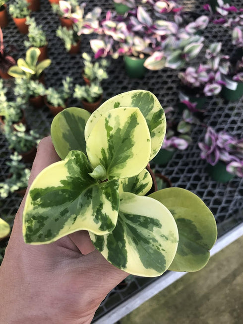Generic (4") Peperomia Marble ~ Live houseplant ~ Obtusifolia Marble ~ Variegated