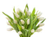 Blooms2Door 20 - Fresh Cut White Tulips Without Vase- Fresh Flowers for Birthday, Valentine's & Mother's Day