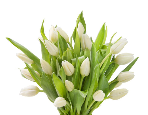 Blooms2Door 20 Flowers - Mother's Day Collection - White Tulips without vase. Gift for Birthday, Anniversary, Thank