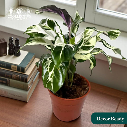 6 CoollectivePlants Calathea Stella Live Indoor Plant in Grower Pot, Easy Care Tropical Houseplant, Pet Friendly Prayer