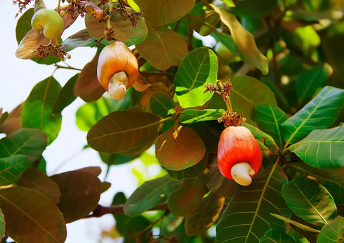 1 Food to Live Organic Dry Roasted Cashew Pieces, Pound Unsalted, Non-GMO, Vegan-Friendly, Perfect Snack for Anytime!