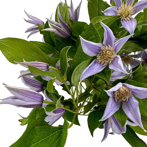 10 Next day delivery Fresh Lron Wire Lotus Mixed Bouquets with Budding Flowers Perfect Home Gift for Birthdays